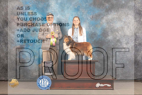 Shetland Sheepdog #J627 BJ Judge Robert Olsen_MJ_2648_Houston_2022_HR3