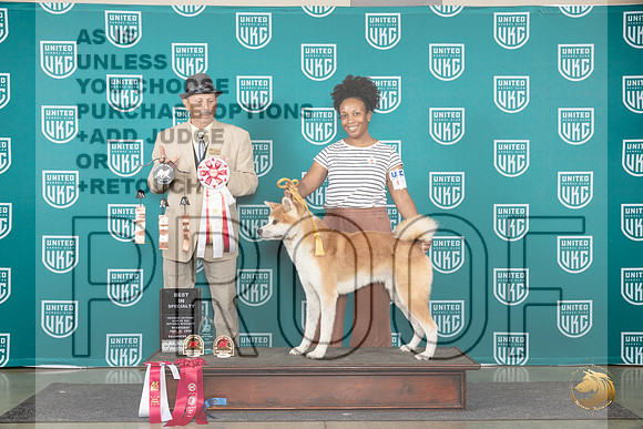 Japanese Akitainu #210 Wed BISS Judge Joseph Gudry__JP_0478_Premier_2024_HR3
