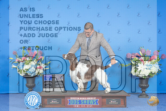 English Springer Spaniel #11 FRI WD BOB BOW Judge Jamie Hubbard__JP_9246_Houston_2024_HR3