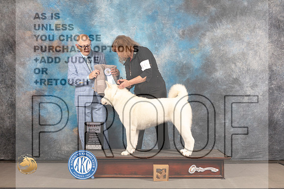 Akita #10 WED SB Judge Donald Plummer_MJ_2280_Houston_2022_HR3