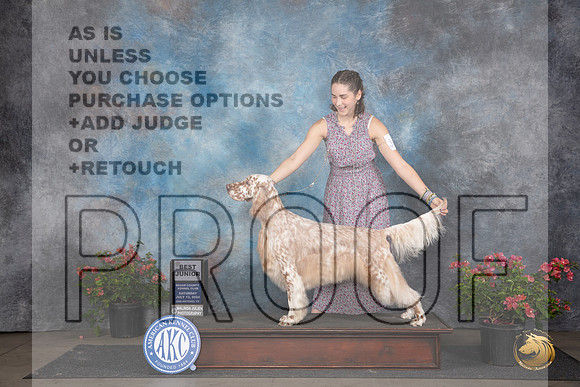 English Setter #J600 Sat BJr Judge Elizabeth ‘Beth’ Sweigart__JP_5214_San Antonio_2024_HR3