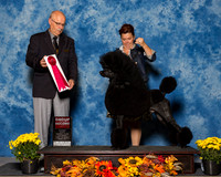 Poodles Standard #5 Sat G2 Waters Tabatha D Judge Mr Gary L Andersen