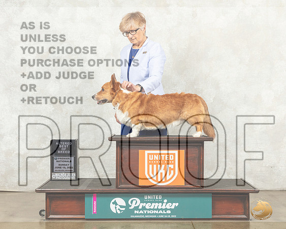 Cardigan Welsh Corgi #369 Sun ABOB Judge Antonio Raposo__MJ_8922_Premier_2022_HR3