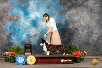 Cardigan Welsh Corgi #5 Thur G4 Judge David Bolus