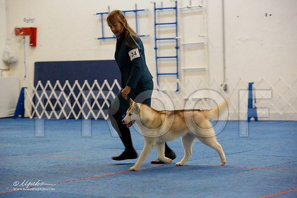 _M3_0591-AddisonHuskyMar2015-HR3