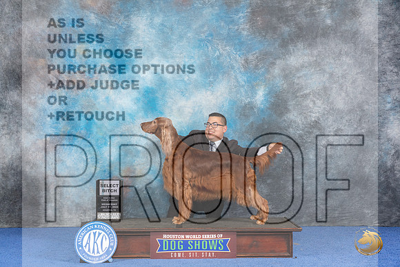 Irish Setter #8 WED SB Judge Nancy Liebes__JP_7250_Houston_2024_HR3