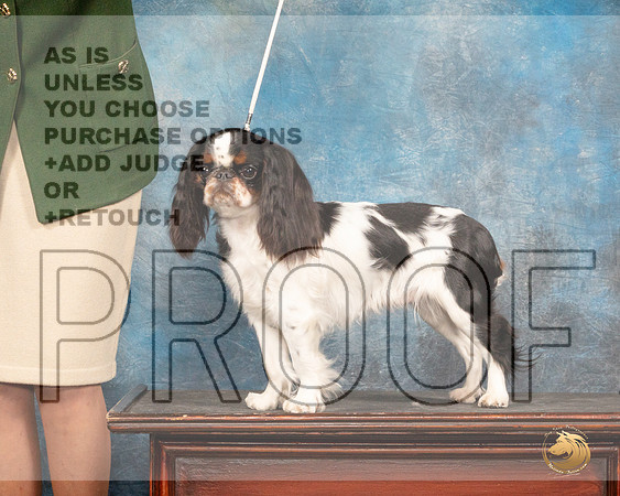 English Toy Spaniel #8 Fri CustomMMJ_3605_Mdlnd2022_HR3