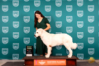 Owczaren Podhalanski #325 Fri G3 Judge Larry Hansen