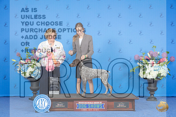 German Shorthaired Pointer #34 SUN RBIS BP Judge Prudence Hlatky__JP_0642_Houston_2024_HR3