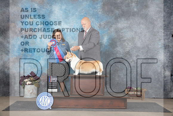 Pembroke Welsh Corgi #6 RBIS Judge Joan Liebes__JP_7521_Belton_2024_HR3