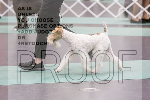 Terrier Group Rings Fri Ring 1_JJL_6849_UKCLNGVIEWOCT2024_2024_HR3