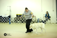 Labrador Retriever Sun-2