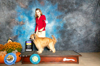 Pyrenean Shepherd #5 Sat BOB Judge Lisa Graser