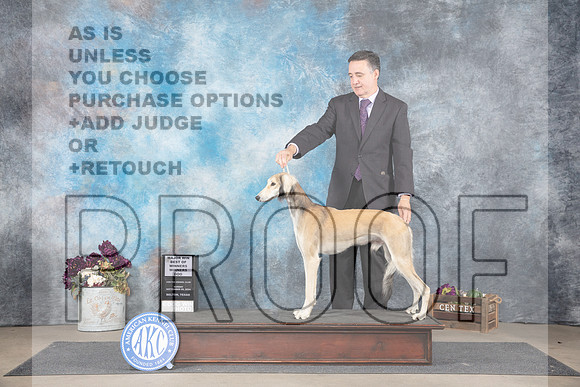 Saluki #19 Sun WDBOWM Judge Sulie Greendale-Paveza__JP_7822_Belton_2024_HR3