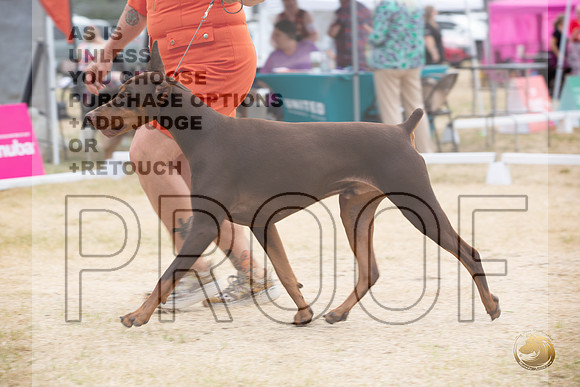 Ringside Longview WA 2024 Doberman Pinschers_JJL_3463_Longview WA_2024_HR3