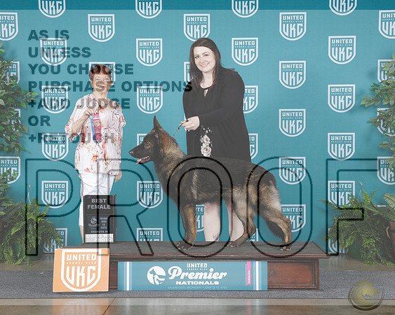 German Shepherd Dog #938 BF Judge Marian CampbellGerman Shepherd Dog #938 BF Judge Marian Campbell_WP_6892e-UKC Premier 2025-HR3