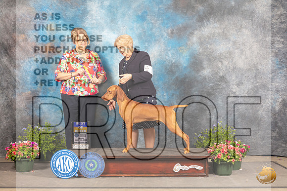 Vizsla #17 Fri BOB Judge Cindy Lane_MJ_0073_SA_2022_HR3