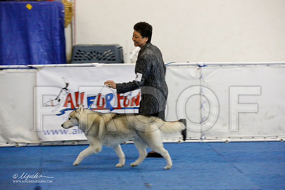 _M3_9093-AddisonHuskyMar2015-HR3