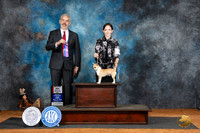 Chihuahua Smooth Coat #11 Fri BOSM Judge Dale Martensen