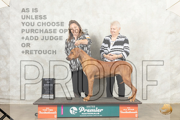 Rhodesian Ridgeback #1182 Thur BOB Diana Brumbaugh__MJ_7369_Premier_2022_HR3