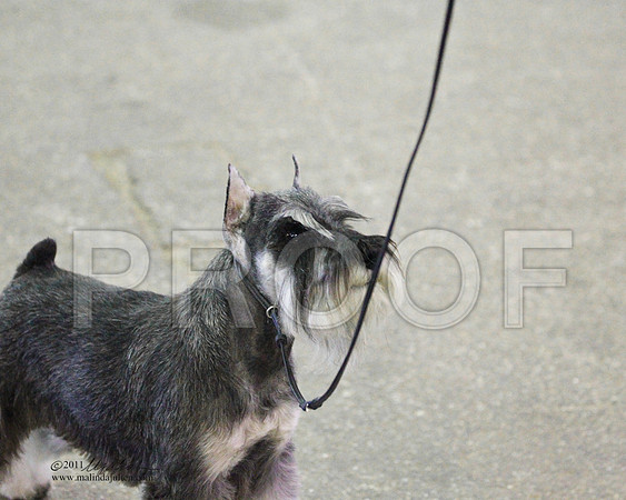 Group Terrier Saturday - 0002