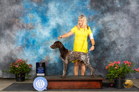 German Shorthaired Pointer #21 Sun BOWM Judge Elizabeth ‘Beth’ Sweigart