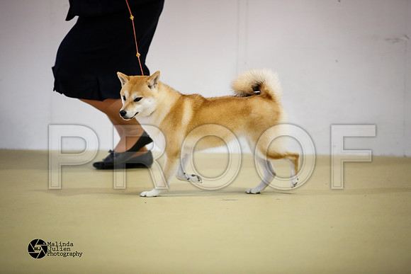 shib-9168-HtoJan14-HR