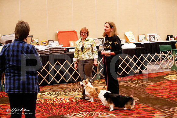_JJ_8366-HstnCorgiFeb2015-HR3