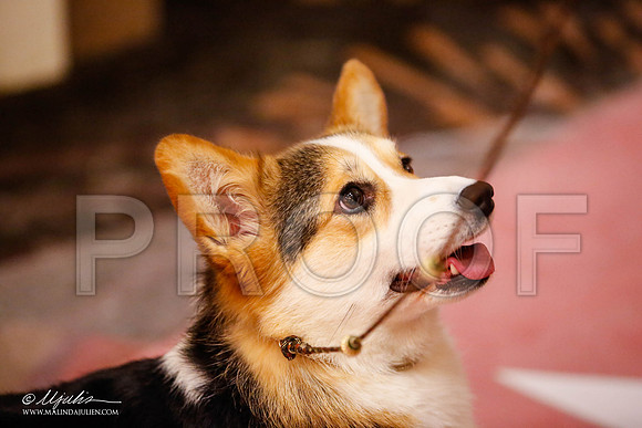_JJ_0542-HstnCorgiFeb2015-HR3