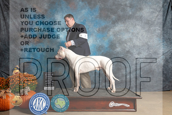 Dogo #7 Sat OHG1 Judge Steve Keating_MJ_5913_Belton_2022_HR3