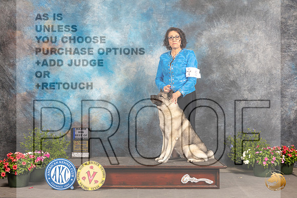 Norwegian Elkhound #? Thur BOW Judge Anne Bolus_MJ_0133_SA_2022_HR3