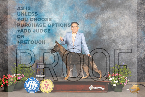 German Shepherd Dog #5 Sat BOW Judge David Bolus_MJ_0006_SA_2022_HR3