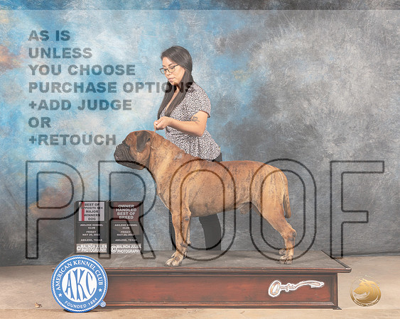 Bullmastiff #19 BOSWDOHBOB Judge Joan Liebes-MMJ_3227-Addison2022-HR3