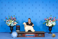 Cocker Spaniel Ascob #12 THUR WB BOW Judge Ann Yuhasz