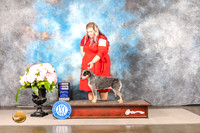 Australian Cattle Dog #8 SUN WB Judge Carrie Chase