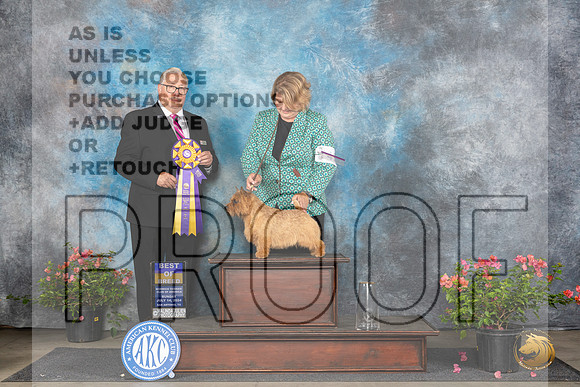 Norwich Terrier #41 Sun BOB Judge John F Booth __JP_5846_San Antonio_2024_HR3