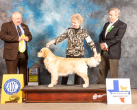 Golden Retriever #50 Fri OB3 Judge Gordon Hayburn