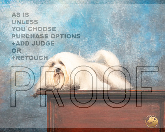 Havanese #12 Sun r_MJ_1232_SA_2022_HR3