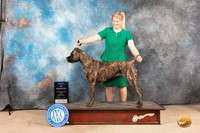 Cane Corso #18 Sun BOW Judge Eric Liebes