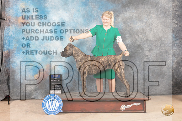 Cane Corso #18 Sun BOW Judge Eric Liebes-MMJ_4993-Abilene2022-HR3