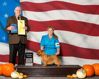 Norfolk Terriers #5 Sat G3 Dennis Katrina Judge Mr Merle Taylor