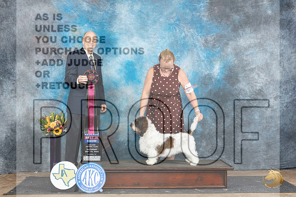 PBGV #6 Sat RBIS Judge Larry Abbott__JP_0118_Abilene_2024_HR3