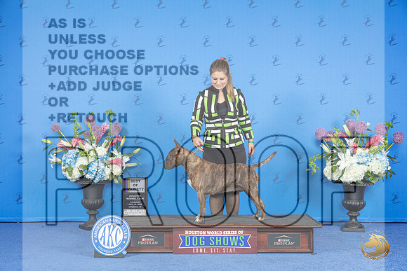 Bull Terrier Colored #10 THUR BOV Judge Jamie Hubbard__JP_0005_Houston_2024_HR3