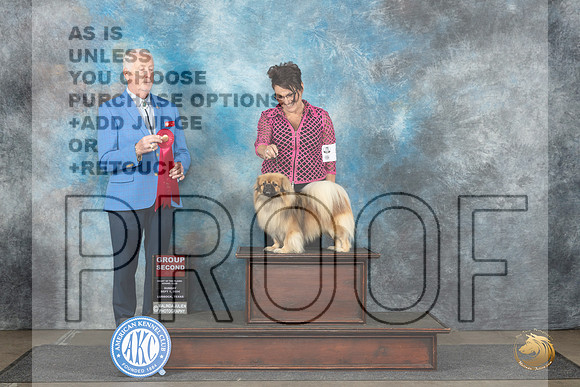 Tibetan Terrier #5 Sun G2 Judge Dr Steve Keating__JP_4112_Lubbock_2024_HR3