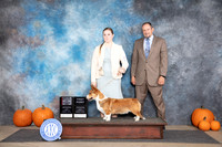 Cardigan Welsh Corgi #5 Sun WDBOS Judge Jan Paulk