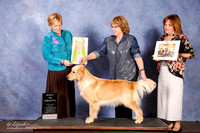 Golden Retriever #14 Best in Sweeps OL