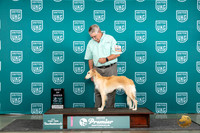 Silke Windhound #1097 Thur T10BOB Judge Deborah Allen