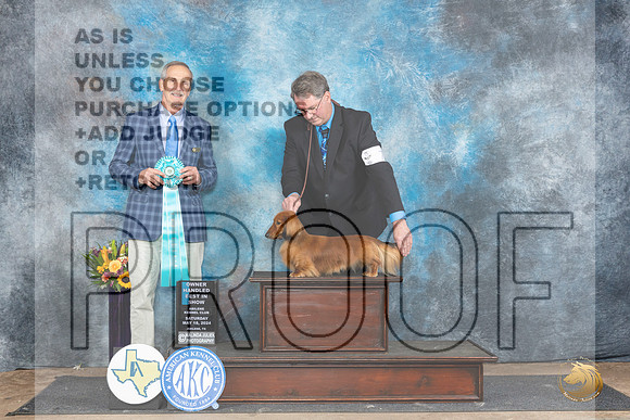 Dachshund Longhaired #7 Sat OHBIS Judge Rick Gschwender__JP_0088_Abilene_2024_HR3