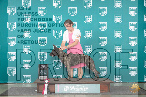 Dutch Shepherd #801 Sat TD__JP_2591_Premier_2024_HR3