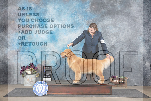 Golden Retriever #6 Sat BOSBOW Judge Gloria Kerr__JP_6963_Belton_2024_HR3